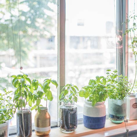 Growing herbs indoors … our top tips for success .jpg