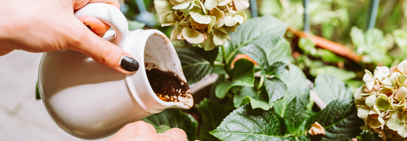 Don’t toss your coffee grounds in the rubbish! Don’t toss your coffee grounds in the rubbish!
