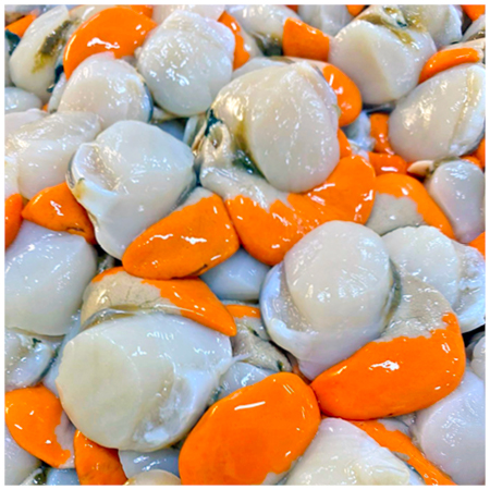 Fresh Tassie scallops.jpg