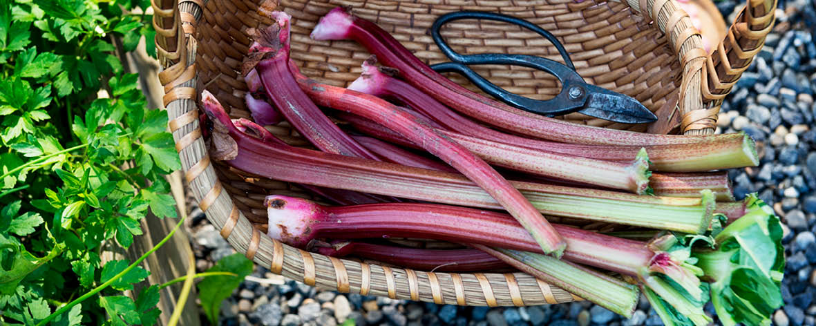 The Rhubarb Compendium: Rhubarb Species