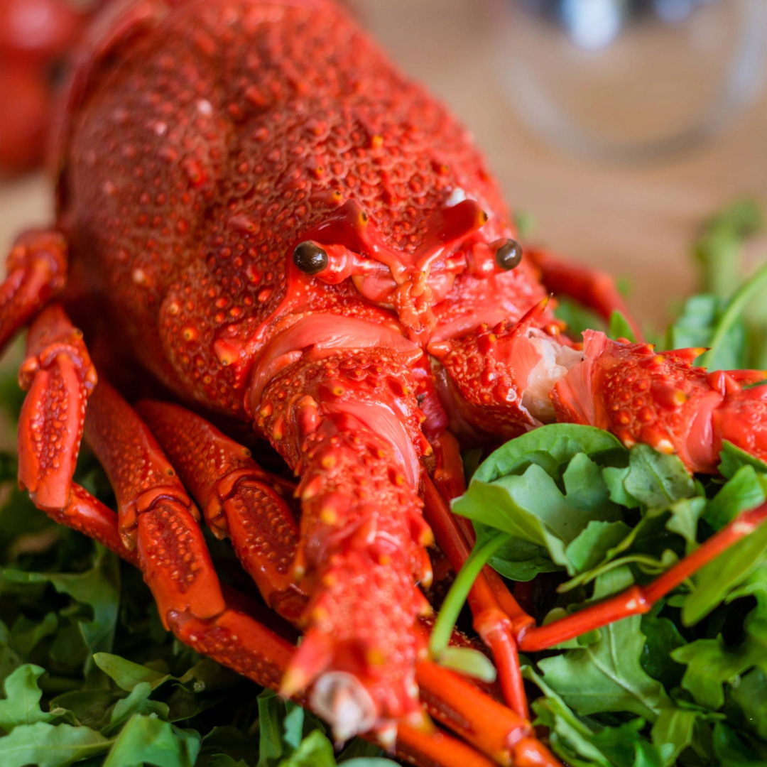 Fresh Southern Rock Lobster (Crayfish) 