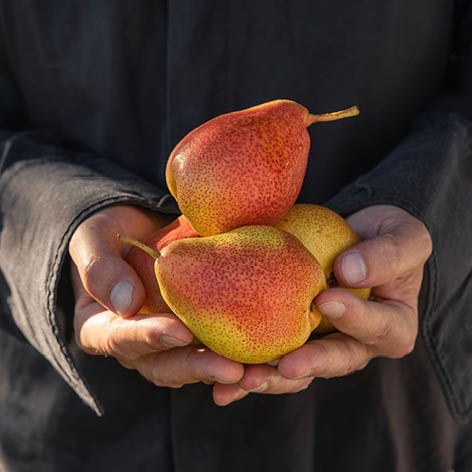 Perfect Pears ... an Autumn favourite .jpg