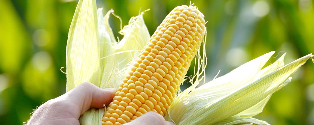 Article - All you need to know about … Corn.jpg