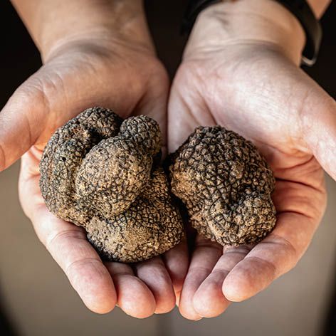 All you need to know about truffles … our guide.jpg