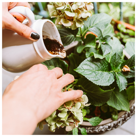 coffee grounds 3.jpg