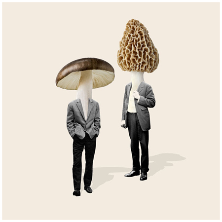 Mr Brown and Towns Mushrooms 2.jpg