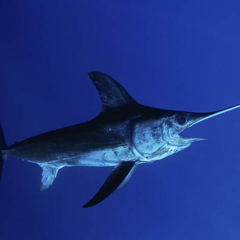 All you need to know about … broadbill swordfish.jpg