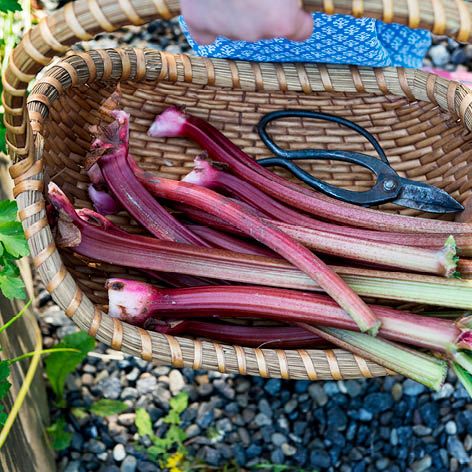 What can I do with … Rhubarb?.jpg