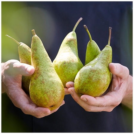 Pears.jpg