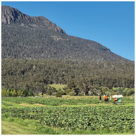 EcoHarvest Tasmania 3_1.jpg