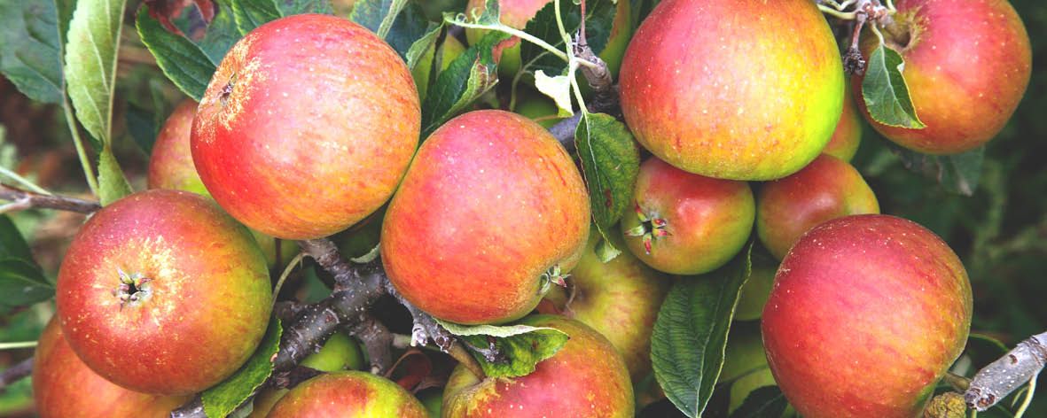 All you need to know about … Cox Orange Pippin Apples2.jpg