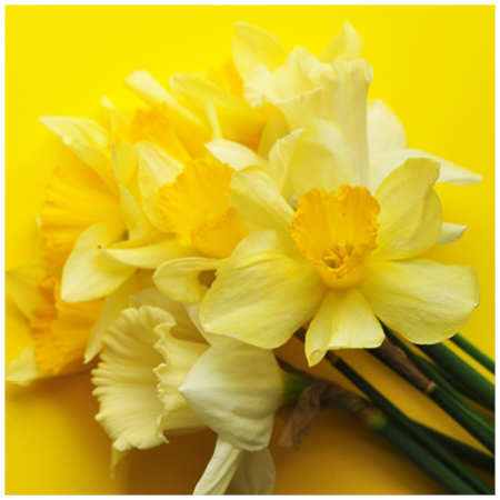 Daffodil Day .jpg