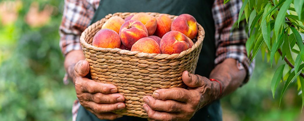 How to Ripen Peaches